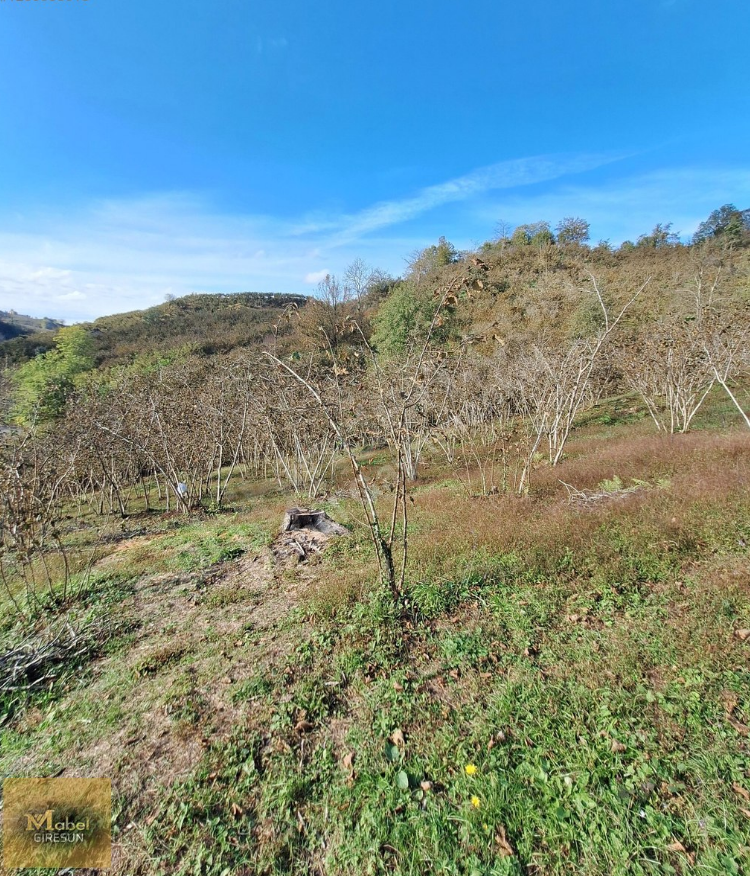 MABEL GAYRİMENKUL KEŞAP / YOLAĞZI/ YOL KENARI FIRSAT BAHÇE